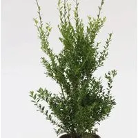 Glänzender Japanische Ilex Impala 10-15cm - Ilex maximowicziana - Sträucher mit glänzendem Laub, schnittverträglich und ideal für sonnige bis halbschattige Standorte, bringt im Herbst kleine schwarze Beeren hervor.
