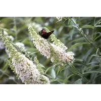 Buddleja davidii 'Nanho White' - Weiße Schmetterlingssträucher - Pflanzensamen für sonnige Standorte, blüht von Juli bis September und zieht Schmetterlinge an. Ideal für Gartenliebhaber!