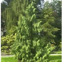 Mähnenzypresse 100-125cm - Chamaecyparis nootkatensis
