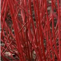 Sibirischer Hartriegel Baton Rouge 60-80cm - Feuerrote Zweige - Sträucher mit feuerroten Zweigen, ideal für jeden Gartenboden. Winterhart und pflegeleicht, bringt Farbe in den Garten!