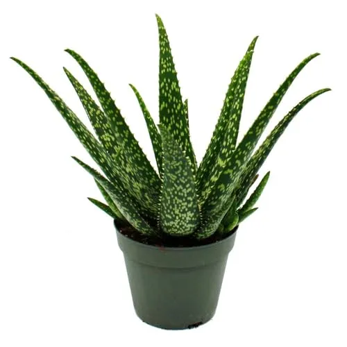 Aloe MEDIVERA Tropical - Neue Aloe vera Züchtung - 14cm Topf - ca. 30cm hoch
