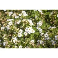 Pflanzen für Dich Bodendecker Potentilla frut. Bella Bianca - Nussknacker - Wunderschöner Fingerstrauch mit weißen Blüten, ideal für sonnige Standorte und nährstoffreiche Böden. Kompakte, kugelige Wuchsform, perfekt für Garten und Balkon.