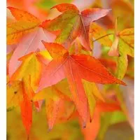 Amerikanischer Amberbaum Fame Forever 125-150cm - Liquidambar styraciflua - Baumsamen & -pflanzen, beeindruckende Wuchsgröße von bis zu 5 Metern und blüht von April bis Mai, ideal für Gartenliebhaber