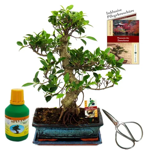 Bonsai Chin. Feigenbaum Ficus retusa - Geschenk-Set mit Schere & Dünger - Bonsai für Anfänger und Profis, handgearbeitet und einzigartig. Inklusive Schere, Dünger und Pflegebroschüre für optimale Pflege!