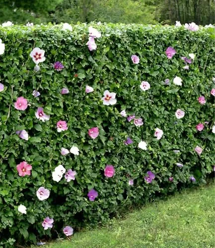 BALDUR Garten Hibiskus-Hecke - 5 blühende Pflanzen - Heckenpflanzen für Sonne bis Halbschatten, bienenfreundlich und winterhart, ideal für eine blickdichte und blühende Hecke im Garten.