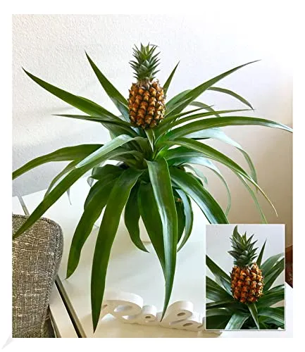 BALDUR Garten 1x Ananas Corona, Pflanze im 12 cm-Topf, Ananaspflanze mit Frucht, Zimmerpflanze, Grünpflanze, mehrjährig - frostfrei halten, pflegeleicht, Blickfang, Ananas comosus variegatus
