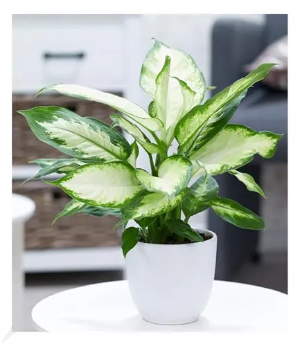 BALDUR Garten 1x Dieffenbachie Camilla, Pflanze im 12 cm-Topf, Dieffenbachia maculata, luftreinigende Zimmerpflanze, unterstützt das Raumklima, Grünpflanze, mehrjährig - frostfrei halten