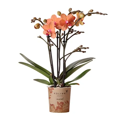 Kolibri Orchids Orange Phalaenopsis Orchidee - Orchideen mit leuchtend orangen Blüten, ideal für jeden Raum. Topfgröße 9 cm, perfekt kombinierbar mit hellen oder terrakottafarbenen Ziertöpfen.