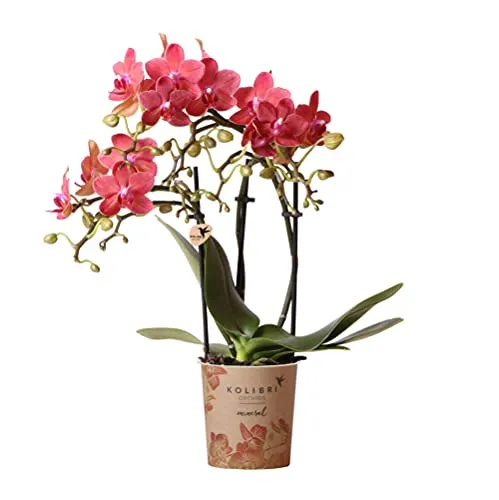 Kolibri Orchids | Rote Schmetterlings-Orchidee Kongo - Blühende Zimmerpflanze im 9 cm Topf - Blumen & Stauden – Die rote Kongo-Orchidee begeistert mit vielen kleinen Blüten und passt perfekt zu minimalistischen Interieurs. Ideal für Couchtische mit einer Höhe von ca. 30/35 cm.