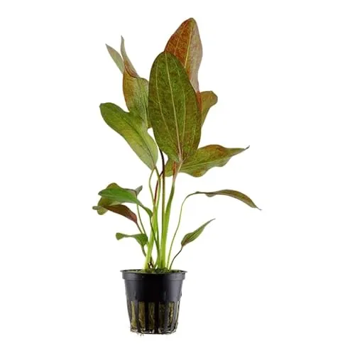 Echinodorus 'Ozelot' - Wasserpflanzen für Aquarien