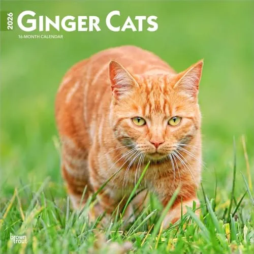 Ginger Cats – Gingerkatzen – Rote Katzen 2026 – 16-Monatskalender: Original BrownTrout-Kalender [Mehrsprachig] [Kalender] (Wall-Kalender)