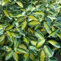 Wintergrüne Ölweide Limelight 40-60cm - Elaeagnus ebbingei - Sträucher, winterhart und schnittverträglich, ideal für sonnige bis halbschattige Standorte mit goldgelben Blättern.