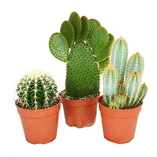verschiedene größere Kakteen im Set, 12cm Topf, ca. 15-28cm hoch 3