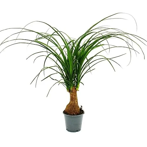 Exotenherz Kleiner Elefantenfuss - Beaucarnea recurvata - 12cm Topf - Robuste Zimmerpflanze mit einzigartigem Stamm, ideal für jeden Raum. Topfgröße: 12cm, Gesamthöhe: ca. 30-40cm. Perfekt für Pflanzenliebhaber!