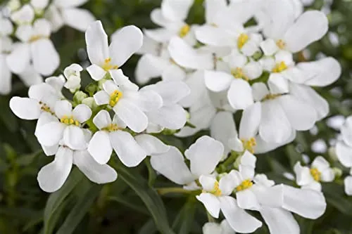 Iberis sempervirens 'Snowflake' 9x9 cm Topf – Winterhart, Immergrün, Pflegeleicht – Schleifenblume – Bodendecker für Beet & Steingarten