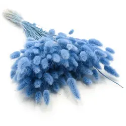 Getrockneter Lagurus - Lagurus Ovata - Azurblau