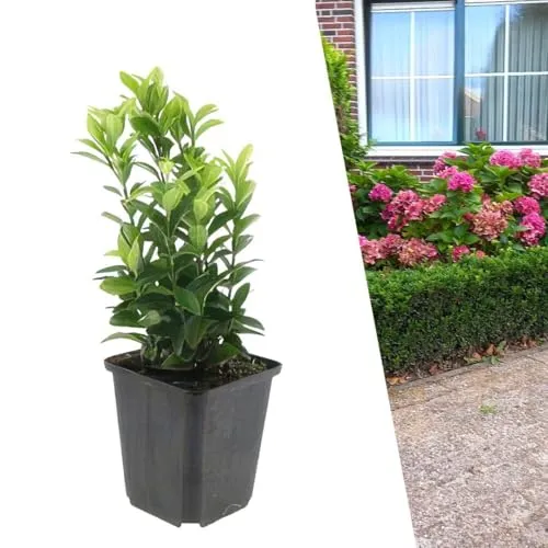 Plants by Frank | 6 Japanischer Spindelstrauch | Euonymus Japonicus 'Green Spire' | Heckenpflanzen | Buchsbaum Ersatz | Winterhart | Immergrüne Hecke | Gartenpflanzen