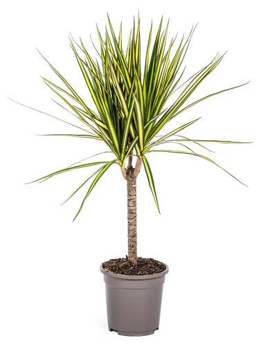 Drachenbaum - Dracaena marginata "Sunray" - Sonnenstrahl - 60-80cm hoch