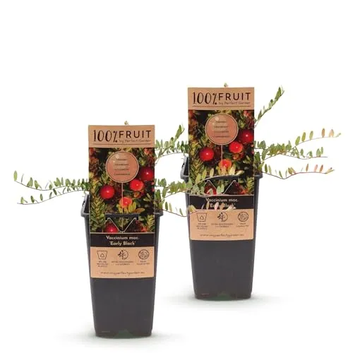 Green boutiQ - Obstpflanze - Vaccinium mac. Early Black - Cranberry - Winterhart - Blaubeere - 2 Pflanzen - Topf 15cm - Höhe 50cm