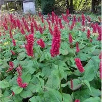 Kerzenknöterich Inverleith - Persicaria amplexicaulis