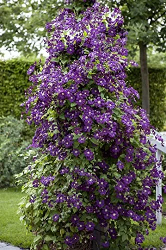 Clematis viticella 'Polish Spirit' - Pflegeleichte Waldrebe mit violetten Blüten - Waldrebe mit tiefvioletten Blüten, die von Juni bis September blühen. Ideal für Rankgerüste und winterhart bis -20 °C – perfekt für jeden Garten!