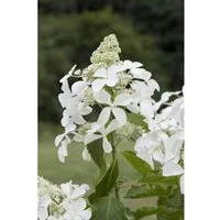 Hydrangea Paniculata Rispenhortensie 150-175 cm - Eindrucksvoller Zierstrauch mit stabilen Trieben und langen Blütezeiten. Ideal für Garten, Balkon oder Terrassen. Pflegeleicht und robust, bringt Farbe in jeden Außenbereich.