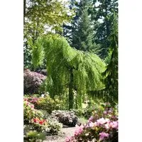 Betula Pendula Hängebirke 125–150 cm - Hausbaum mit eleganter weißer Rinde und hängenden Zweigen, pflegeleicht und winterhart. Ideal für große Gärten, erreicht bis zu 20 m Höhe und 7 m Breite.