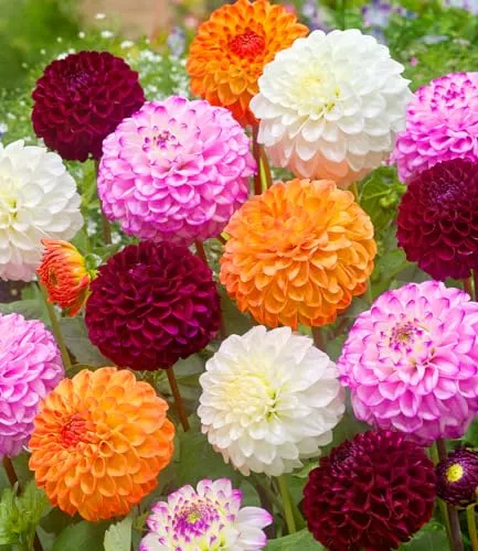 BALDUR Garten 3er Dahlien-Mix 'Pompon', Knollen in Größe I, Dahlia, mehrjährig - frostfrei halten, pflegeleicht, bienenfreundlich, schmetterlingsfreundlich, für Kübel und Beet, ausgefallene Farben
