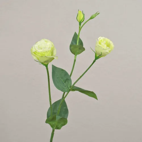 artplants Künstlicher Zweig Lisianthus RINARA, Creme-grün, 65cm