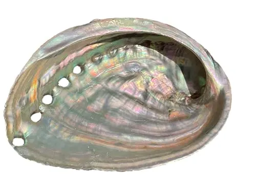 Abalone Muschel I Meeresmuschel I Räucherschale | Paua Muschel | 100x70x15 mm I 25 Gramm