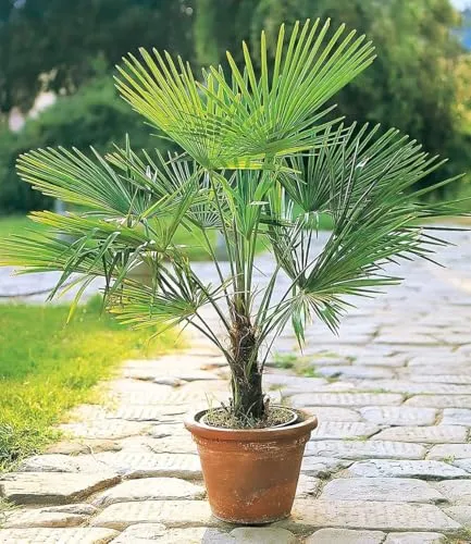 BALDUR Garten Winterharte Kübel-Palmen, Chinesische Hanfpalme - Baumsamen & -pflanzen, frosthart und trockenresistent, bringt mit ihren grünen Wedeln südliches Flair in Ihren Garten!