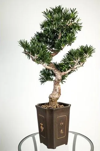 artplants.de Künstlicher Bonsai Podocarpus im Topf, 320 Blätter, 90cm, wetterfest - hochwertiger Kunstbonsai