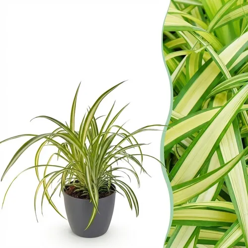 Zimmerpflanze - Chlorophytum comosum Variegatume Graslilie - 1x pot grau - ⌀12cm