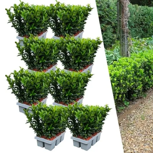 Plants by Frank | 48 Grüne Spindelstrauch Heckenpflanzen | Euonymus Japonicus 'Green Spire' | Japanischer Spindelstrauch | Buchsbaum Ersatz | Winterhart | Immergrüne Hecke | Gartenpflanzen