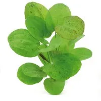 Dennerle Plants Aquariumpflanze Echinodorus Dschungelstar Nr.9Getüpfelte Harbich