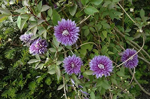 Clematis 'Josephine' 60-100 cm – Winterhart, Mehrjährig – Waldrebe – Kletterpflanze für Pergola & Rankhilfe