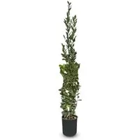Sunny-Tree Laurus Nobilis Echter Lorbeer Strauch 160cm – Aromatische Kübelpflanze für Garten und Terrasse - Immergrüner Lorbeerstrauch (Laurus nobilis) mit 160 cm Höhe. Ideal für Balkone und Gärten. Dekorativ und pflegeleicht, bringt mediterranen Flair und aromatische Blätter in Ihre Küche.