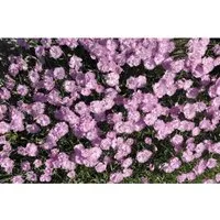 Dianthus gratianopolitanus 'Pink Jewel' Nelke, rosa, kompakte Polsterstaude - Die Pfingst-Nelke 'Pink Jewel' begeistert mit leuchtend pinken Blüten und graublauem Laub. Ideal als Bodendecker oder in Steingärten, robust und pflegeleicht für sonnige Standorte.