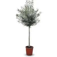 Sunny-Tree Hochstämmiger Olivenbaum 170 cm - Winterhart und pflegeleicht - Der 15 Jahre alte Olivenbaum Olea Europaea begeistert mit mediterraner Eleganz. Ideal für Gärten, winterhart bis -18°C, benötigt wenig Pflege und bringt südliches Flair in jeden Außenbereich.