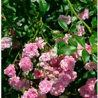 Hochstamm Rose The Fairy 60-80cm