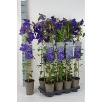 Clematis Hybride Jackmanii Waldrebe Violett 60–100 cm