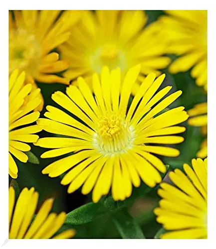 BALDUR Garten 3x Winterharte Eisblume Golden Wonder, Pflanzen im 9x9 cm-Topf, Delosperma congesta, Steingarten Stauden, trockenresistent, mehrjährig, bienenfreundlich, blühend