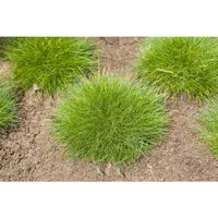 Festuca Gautieri Teddybär Bärenfellgras 2 Liter Container