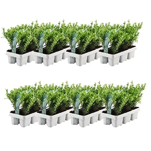 Ilex crenata 'Jenny' - Winterharte Stechpalme, 48 Stück | Buchsbaum Ersatz - Das 48er-Set Ilex crenata 'Jenny' bietet eine elegante, kompakte Heckenpflanze mit glänzenden Blättern. Ideal für niedrige Hecken und pflegeleicht, schafft es eine grüne Oase in Ihrem Garten.