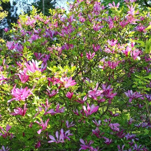 GreenboutiQ - Sträucher - Magnolia Susan - Blumen Dunkelrosa - 1 Pflanze - laubabwerfend - wenig Pflege - Topf 17cm Höhe 45cm