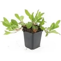 Exotenherz Bodendecker Schnecken Knöterich Persicaria Verwandt mit Darjeeling Red 9cm Topf Set mit 12 Pflanzen