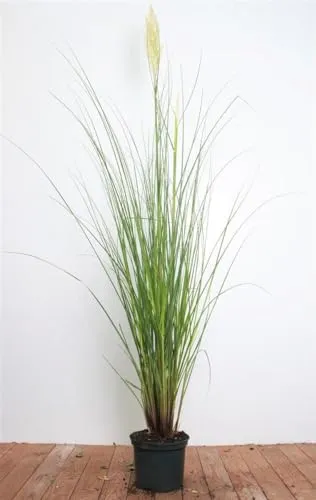 Pflanzen für Dich Gräser Cortaderia selloana Citaro - Kompaktes Pampasgras - Elegantes Ziergras mit silbrig-weißen Blütenrispen, ideal für Beete und Terrassen. Trockenheitsverträglich und pflegeleicht, verleiht Struktur und Akzente im Garten.