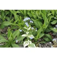 Brunnera Macrophylla Variegata Kaukasusvergissmeinnicht Ca. 11x11 cm Topf