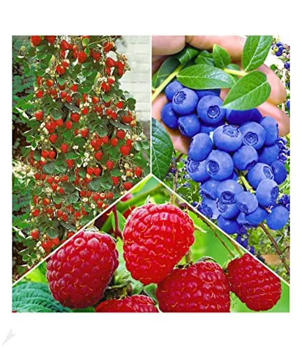BALDUR Garten Obstpflanze Beeren Naschgarten, 5 St., Klettererdbeere Hummi & mehr - Kollektion mit 5 Pflanzen: 3 Klettererdbeeren Hummi, 1 Trauben-Heidelbeere Reka Blue und 1 Himbeere TwoTimer Sugana. Ideal für Balkon und Garten, mit reichhaltiger Ernte und einfacher Handhabung. Genießen Sie frische Früchte von Sommer bis Frost!