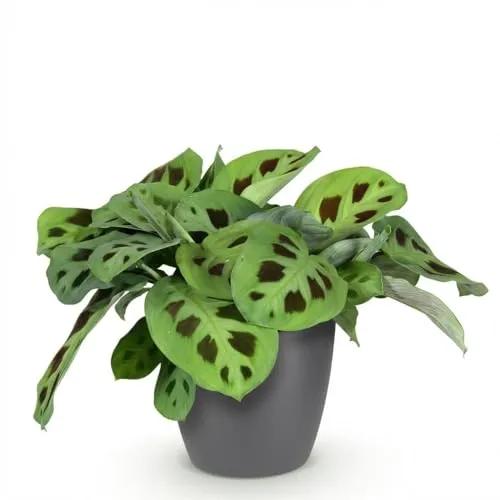 Green boutiQ - Zimmerpflanze - Maranta Fascinator Kerchoveana - Zebrapflanze - Haustierfreundliche Pflanze - Grün - 1 Pflanze - mit Potter Grau - Topf 12cm - Höhe 25cm